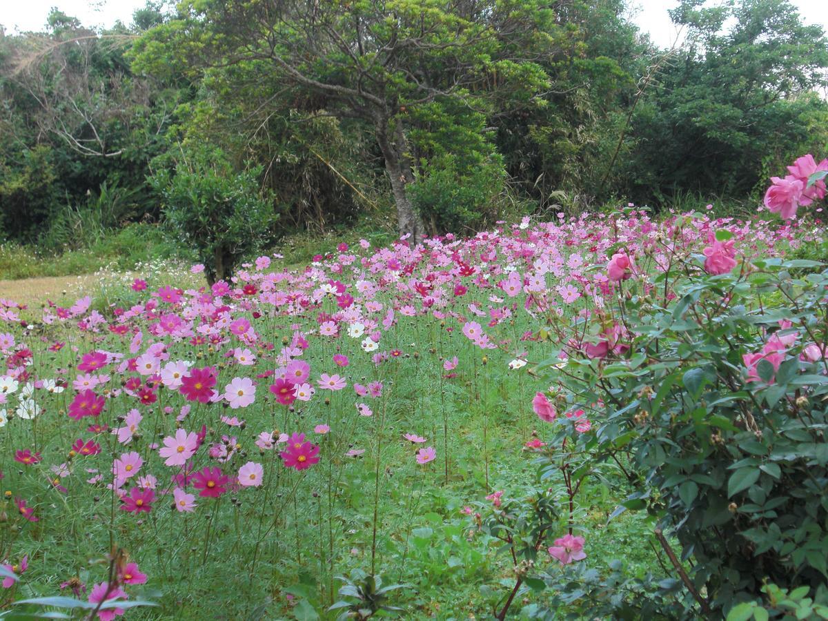 הוילה Higashi Matayoshi Coffee Farm מראה חיצוני תמונה