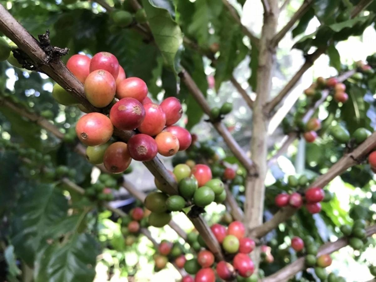 הוילה Higashi Matayoshi Coffee Farm מראה חיצוני תמונה