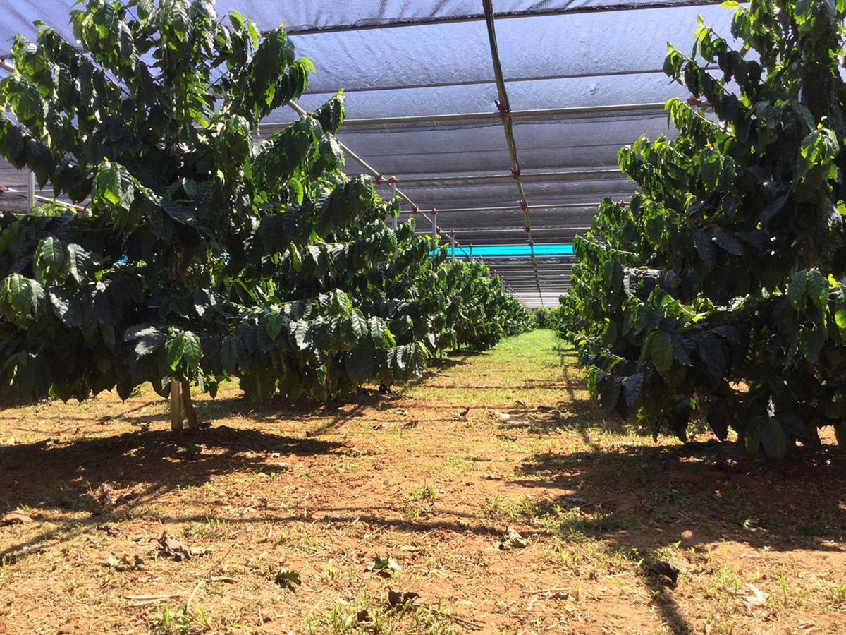 הוילה Higashi Matayoshi Coffee Farm מראה חיצוני תמונה
